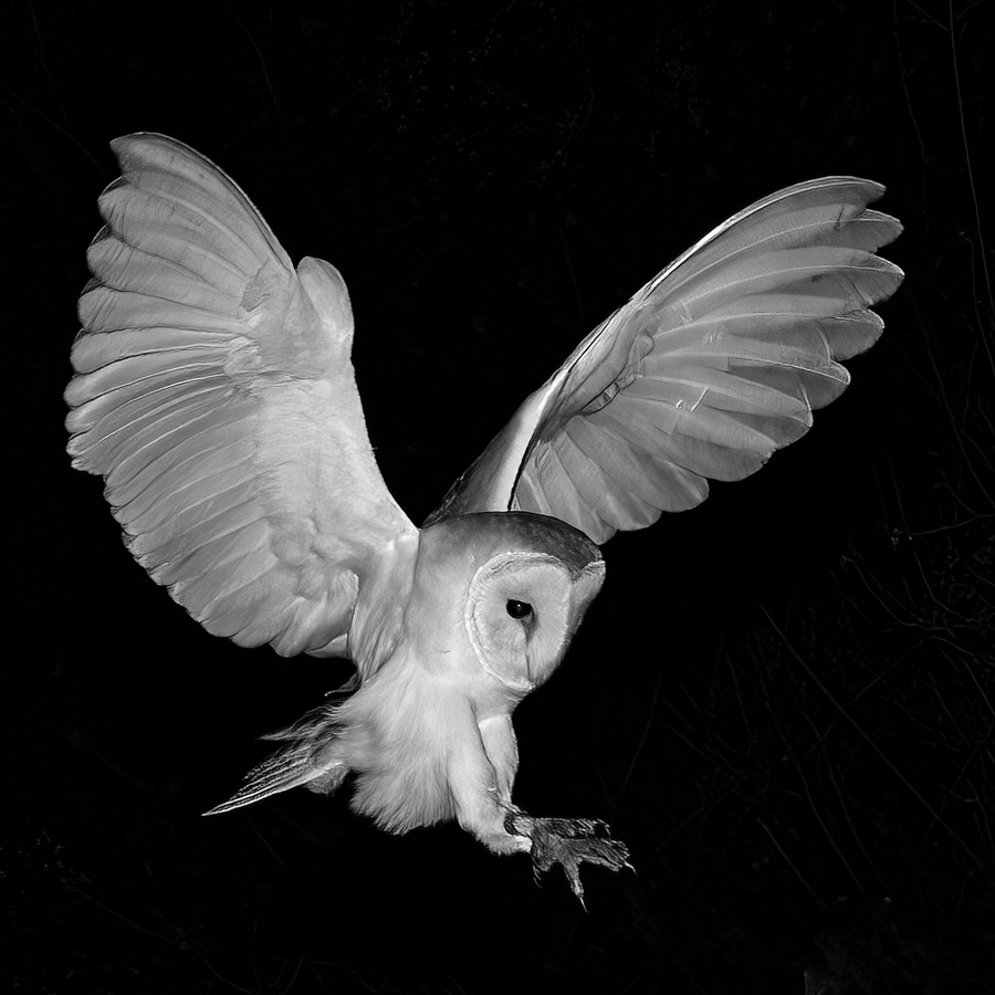 Barn Owl landing